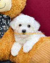 Load image into Gallery viewer, Ambrosia - Bichon Frise puppy
