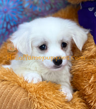 Load image into Gallery viewer, Dumplin - Maltese puppy
