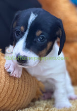 Load image into Gallery viewer, Patron is a Sable Piebald Mini Dachshund
