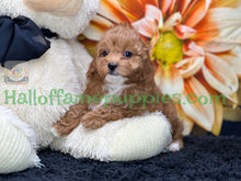 Load image into Gallery viewer, Juliet a F1b Mini Cava poo puppy
