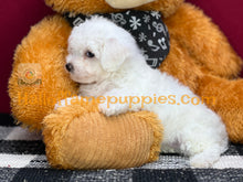 Load image into Gallery viewer, Ambrosia - Bichon Frise puppy
