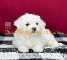 Load image into Gallery viewer, Ambrosia - Bichon Frise puppy
