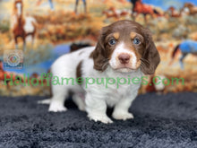 Load image into Gallery viewer, &quot;Jesse is a stunning Sable Piebald Long Hair Miniature Dachshund puppy&quot;
