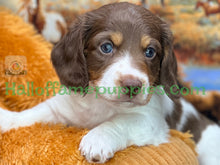 Load image into Gallery viewer, &quot;Jesse is a stunning Sable Piebald Long Hair Miniature Dachshund puppy&quot;
