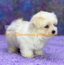 Load image into Gallery viewer, Biscuit - Maltese puppy - is currently on hold
