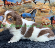 Load image into Gallery viewer, Annie is a long hair miniature Sable Piebald Dachshund puppy!
