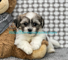 Load image into Gallery viewer, Farrah - Shichon AKA: TEDDY BEARS - has been adopted!
