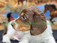 Load image into Gallery viewer, &quot;Jesse is a stunning Sable Piebald Long Hair Miniature Dachshund puppy&quot;
