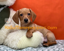 Load image into Gallery viewer, Lieutenant Dan is a Short hair Mini Dachshund
