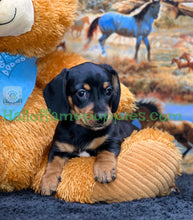 Load image into Gallery viewer, Montana is a Miniature short hair Dachshund puppy
