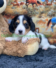 Load image into Gallery viewer, Faith is a long hair miniature Sable Piebald Dachshund puppy!
