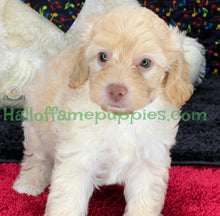 Load image into Gallery viewer, Blondie is an F1b Minnie Aussiedoodle
