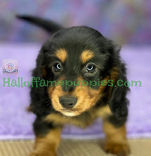 Load image into Gallery viewer, Ivy is a long hair Black and Tan Miniature Dachshund
