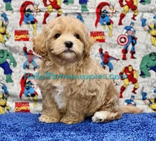 Load image into Gallery viewer, Lyra - Malte Poo / A Hypoallergenic puppy -&#39; has found a new home!
