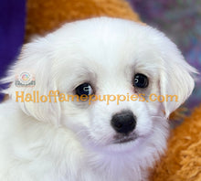 Load image into Gallery viewer, Dumplin - Maltese puppy
