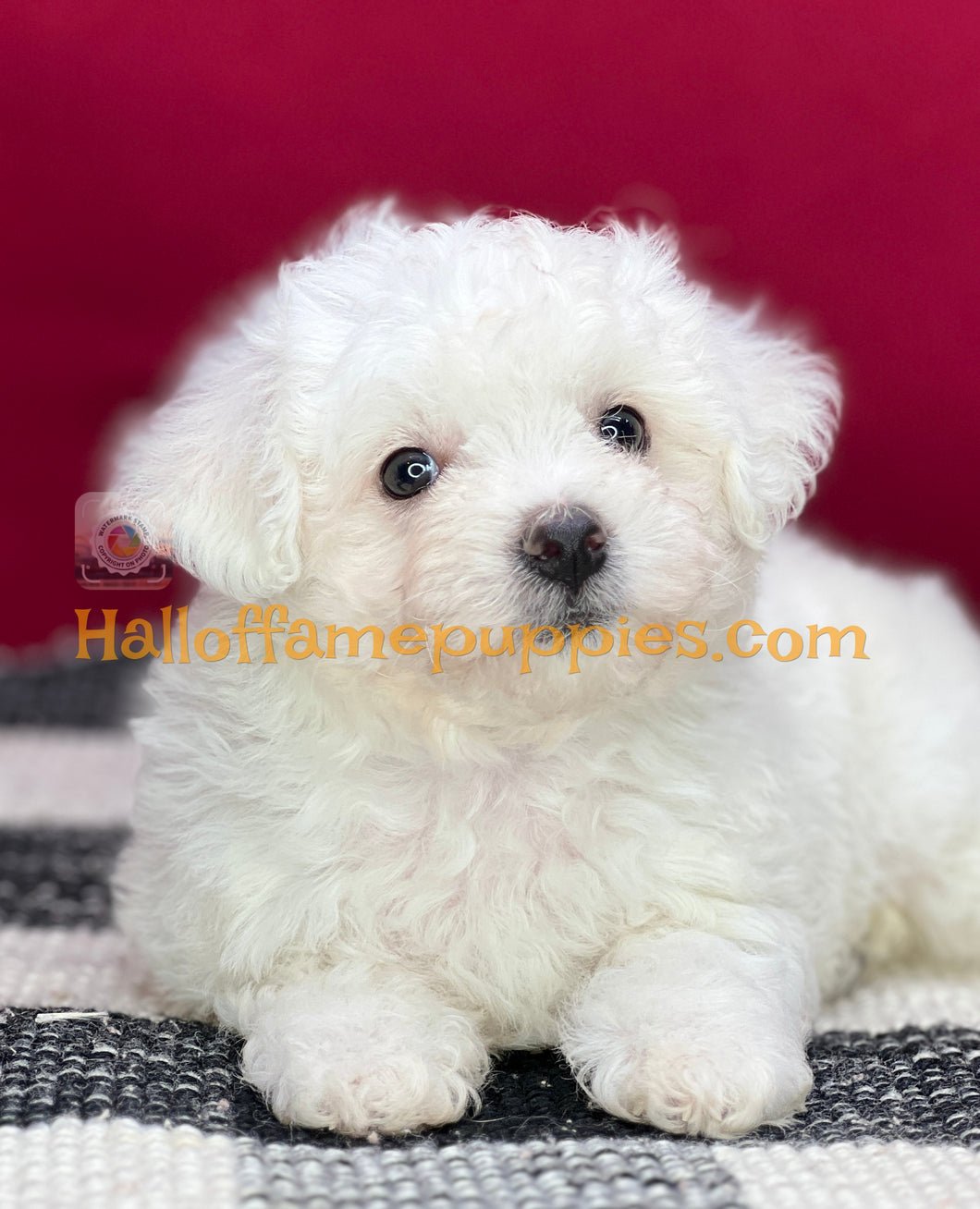 Ambrosia - Bichon Frise puppy