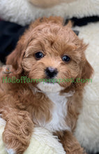 Load image into Gallery viewer, Juliet a F1b Mini Cava poo puppy
