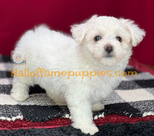 Load image into Gallery viewer, Dreamboat Annie - Bichon Frise puppy
