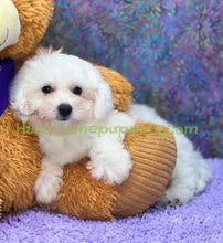 Load image into Gallery viewer, Jet - an ACA registerable Bichon Frise puppy - has found his new home!
