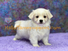 Load image into Gallery viewer, Giblet - Maltese puppy
