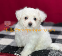 Load image into Gallery viewer, Dreamboat Annie - Bichon Frise puppy
