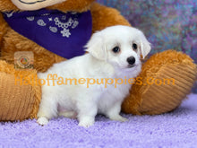 Load image into Gallery viewer, Dumplin - Maltese puppy
