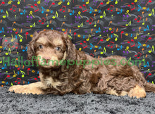 Load image into Gallery viewer, Creed is an F1b Mini Aussiedoodle - has been adopted!  Merry Christmas!
