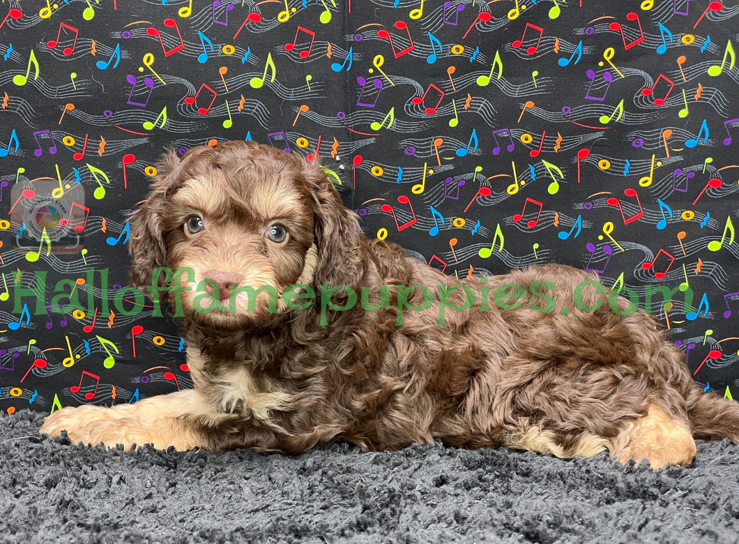 Creed is an F1b Mini Aussiedoodle - has been adopted!  Merry Christmas!