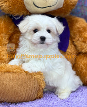 Load image into Gallery viewer, Biscuit - Maltese puppy - is currently on hold
