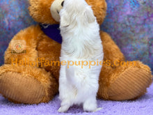 Load image into Gallery viewer, Giblet - Maltese puppy
