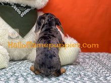 Load image into Gallery viewer, Oceane is a short hair dapple miniature Dachshund
