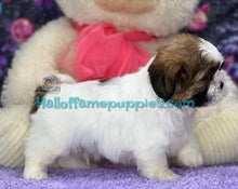 Load image into Gallery viewer, Cosmo - A hypoallergenic Shih tzu puppy
