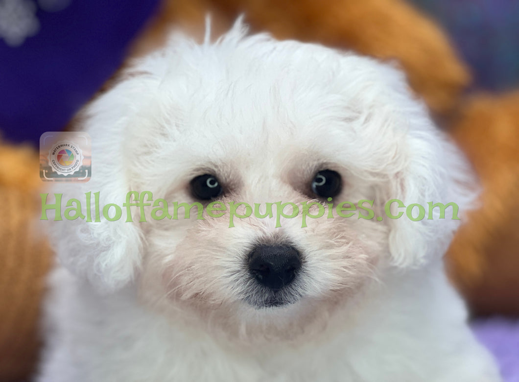 Jet - an ACA registerable Bichon Frise puppy - has found his new home!