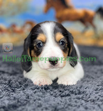 Load image into Gallery viewer, Faith is a long hair miniature Sable Piebald Dachshund puppy!
