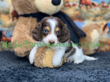 Load image into Gallery viewer, Belle is a long hair brown and white miniature Piebald Dachshund puppy - has found a new forever home!
