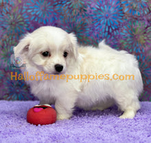 Load image into Gallery viewer, Giblet - Maltese puppy
