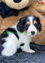 Load image into Gallery viewer, Faith is a long hair miniature Sable Piebald Dachshund puppy!
