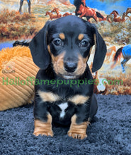 Load image into Gallery viewer, Montana is a Miniature short hair Dachshund puppy
