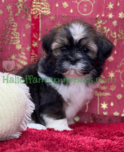 Load image into Gallery viewer, Holly - A hypoallergenic Shih tzu puppy
