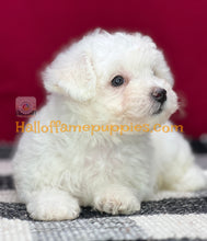 Load image into Gallery viewer, Ambrosia - Bichon Frise puppy
