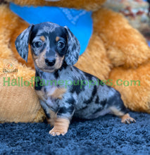 Load image into Gallery viewer, Dixie is a short hair miniature silver dapple Dachshund
