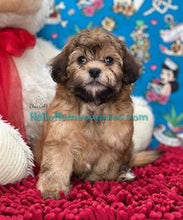 Load image into Gallery viewer, Topaz - Shih-poo - hypoallergenic puppy
