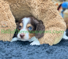 Load image into Gallery viewer, Belle is a long hair brown and white miniature Piebald Dachshund puppy - has found a new forever home!
