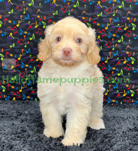 Load image into Gallery viewer, Blondie is an F1b Minnie Aussiedoodle
