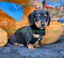 Load image into Gallery viewer, Montana is a Miniature short hair Dachshund puppy
