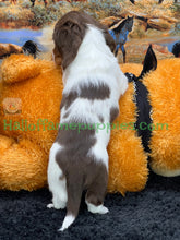 Load image into Gallery viewer, &quot;Jesse is a stunning Sable Piebald Long Hair Miniature Dachshund puppy&quot;
