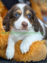 Load image into Gallery viewer, Annie is a long hair miniature Sable Piebald Dachshund puppy!
