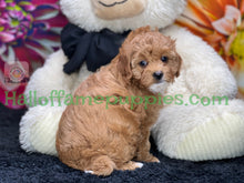 Load image into Gallery viewer, Juliet a F1b Mini Cava poo puppy
