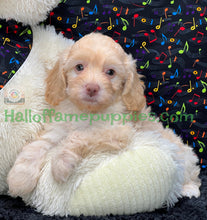 Load image into Gallery viewer, Blondie is an F1b Minnie Aussiedoodle
