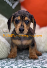 Load image into Gallery viewer, Oceane is a short hair dapple miniature Dachshund
